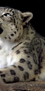 Snow Leopard,Animals