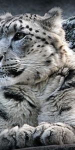 Snow Leopard,Animaux