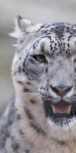 Snow Leopard,Fangs,Animals,Predator,Big Cat