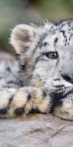 Snow Leopard,Irbis,Gros Chat,Fauve,Animaux