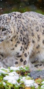 Irbis,Snow Leopard,Herbe,Neige,Prédateur,Chat,Animaux