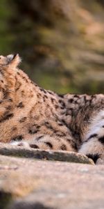 Snow Leopard,Leopard,To Lie Down,Lie,Opinion,Big Cat,Sight,Predator,Animals