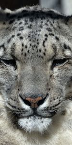 Snow Leopard,Muzzle,Predator,Sleep,Animals,Big Cat,Dream