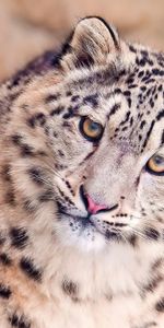 Snow Leopard,Muzzle,Spotted,Spotty,Predator,Animals,Big Cat