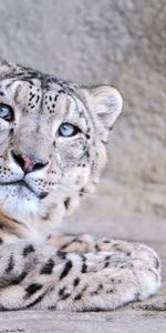 Snow Leopard,Muzzle,Spotted,Spotty,Sight,Opinion,Animals