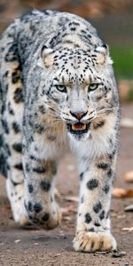 Snow Leopard,Predator,Big Cat,Paws,Animals