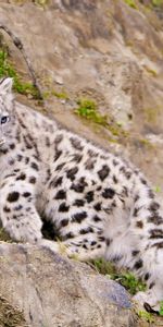 Snow Leopard,Predator,Climb,Animals,Big Cat