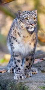 Animaux,Snow Leopard,Gros Chat,Faune,Fauve,Animal,Prédateur