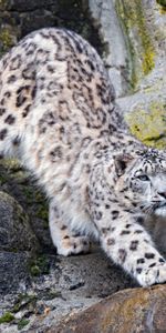 Snow Leopard,Rocks,Predator,Animals,Big Cat