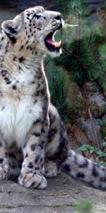 Pousser Un Cri,Irbis,Snow Leopard,Pleurer,Agression,Animaux,Prédateur