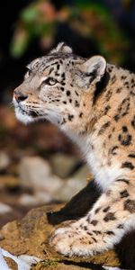 Asseoir,S’Asseoir,Snow Leopard,Animaux,Prédateur