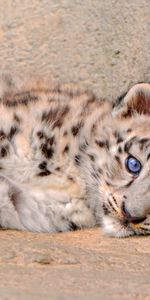 Snow Leopard,Young,To Lie Down,Lie,Opinion,Joey,Sight,Sorrow,Sadness,Animals