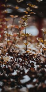 Nieve,Macro,Borrosidad,Suave,Plantas