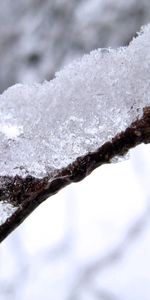 Snow,Macro,Branch,Brown