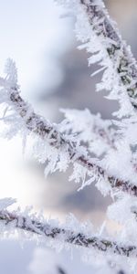 Snow,Macro,Branch,Frost,Hoarfrost