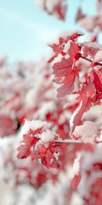 Feuilles,Macro,Branche,Neige