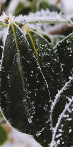 Snow,Macro,Hoarfrost,Frost,Leaves