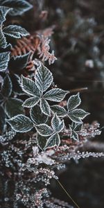 Feuilles,Macro,Neige,Sculpté,Gel,Givre,Automne