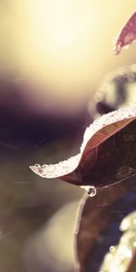 Snow,Macro,Sheet,Leaf,Branch,Frost,Hoarfrost