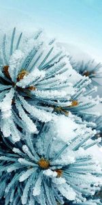 Snow,Macro,Surface,Spruce,Fir