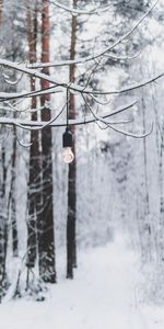 Snow,Miscellanea,Miscellaneous,Forest,Branch,Winter,Light Bulb