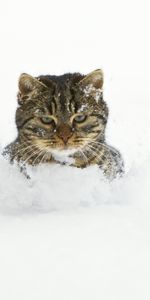 Espiègle,Enjoué,Muselière,Animaux,Museau,Neige,Chat