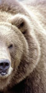 Snow,Muzzle,Opinion,Sight,Brown Bear,Animals