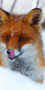 Snow,Muzzle,Sight,Opinion,Animals,Fox