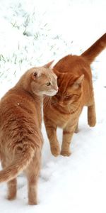 Animales,Nieve,Pareja,Par,Rastros,Huellas,Gatos