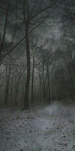 Snow,Path,Winter,Autumn,Fog,Forest,Nature