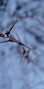 Snow,Plant,Macro,Branch,Hoarfrost,Frost,Thorns,Spikes,Winter