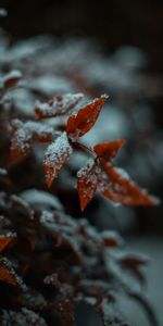 Snow,Plant,Macro,Leaflet