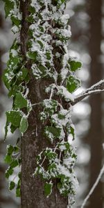 Snow,Plant,Macro,Wood,Tree,Leaves