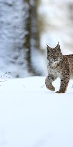 Animales,Nieve,Iris,Depredador,Gato Grande,Animal