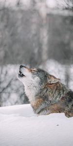 Neige,Faune,Animaux,Hurler,Prédateur,Loup