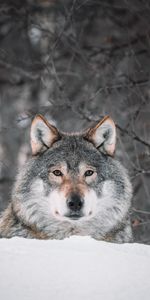 Snow,Predator,Sight,Opinion,Animals,Wolf,Wildlife