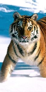 Fuyez,Courir,Neige,Animaux,Prédateur,Tigre