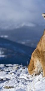 Snow,Puma,Mountain,Sit,Beautiful,Animals