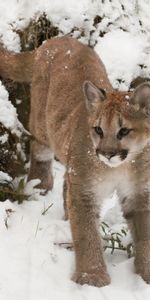 Jeune,Joey,Animaux,Puma,Neige