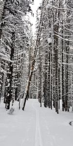 Camino,Bosque,Naturaleza,Nieve