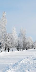 Snow,Road,Human,Person,Winter,Nature,Trees,Alley