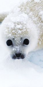 Snow,Seal,Looks,Belyak,White Hare,Animals