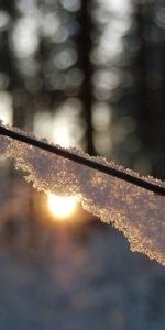 Neige,Éblouissement,Éclat,Briller,Lumière,Branche,Forêt,Macro