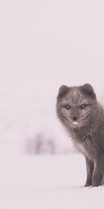 Snow,Sits,Is Sitting,Arctic Fox,Polar Fox,Animals