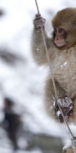 Snow,Small,Petite,Animals,Monkey,Swing