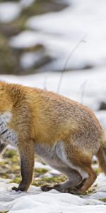 Flâner,Chasser,Promenade,Neige,Un Renard,Chasse,Renard,Animaux