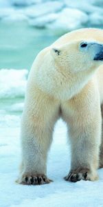 Flâner,Promenade,Animaux,Antarctique,Ours Blanc,Ours Polaire,Neige