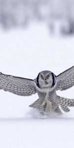 Snow,Sweep,Animals,Wings,Wave,Owl