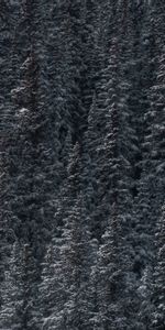 Snow,Vertex,Forest,Tops,Nature,Trees