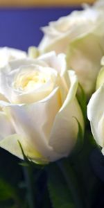 Snow White,Close Up,Bouquet,Buds,Roses,Flowers